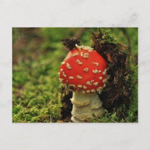 Postal Fly Agaric
