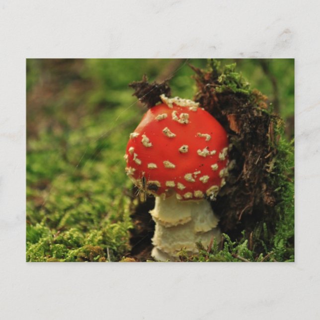 Postal Fly Agaric (Anverso)