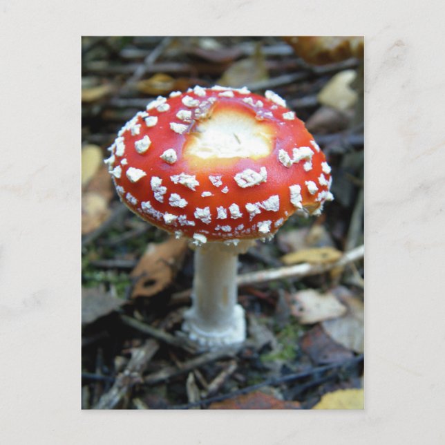 Postal Fly Agaric {Amanita muscaria} (Anverso)