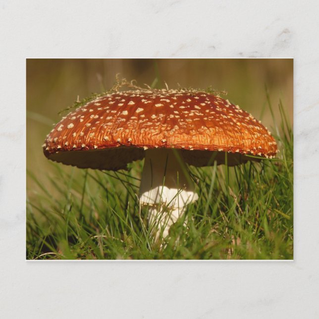 Postal Fly Argaric Mushroom (Anverso)