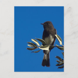 Postal Fly Catcher
