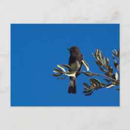 Postal Fly Catcher