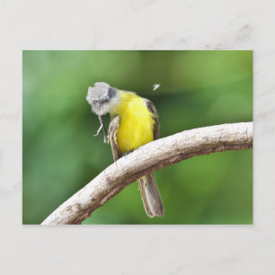 Postal Flycatcher con topes grises
