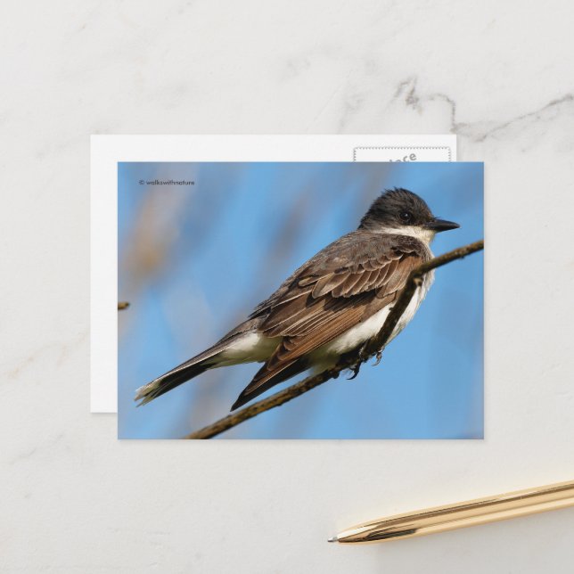 Postal Flycatcher Songbird , ave del Este, en una rama (Anverso/Reverso In Situ)