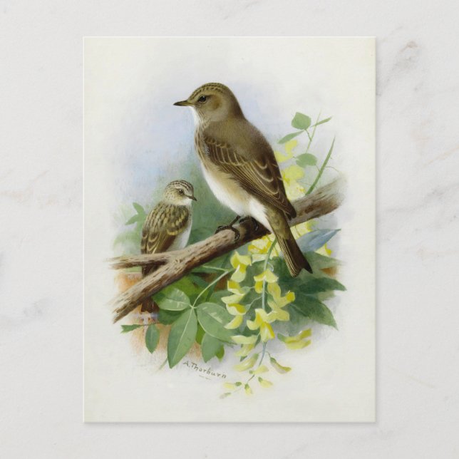 Postal Flycatchers, Ilustracion de arte (Anverso)