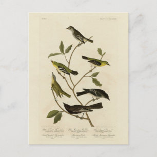Postal Flycatchers Warbler, etc. Aves de América de Audub