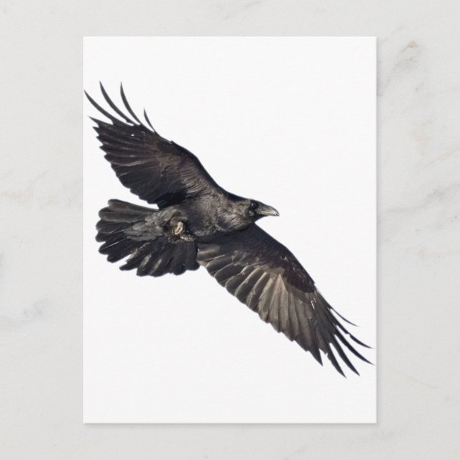 Postal Flying Crow (Anverso)