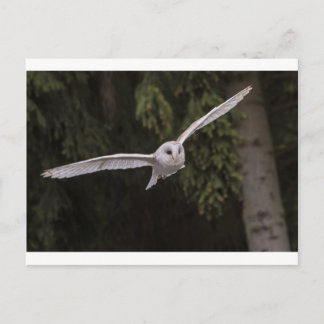 Postal Flying owl