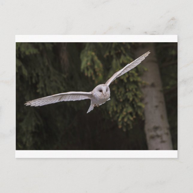Postal Flying owl (Anverso)
