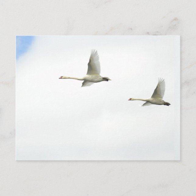 Postal Flying swans  (Anverso)