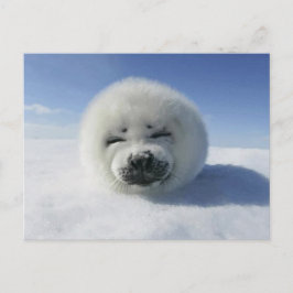 Postal Foca Arpa Feliz