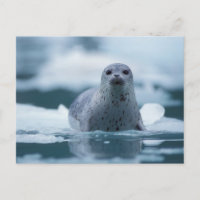 foca común del pacífico, Phoca vitulina richardsi