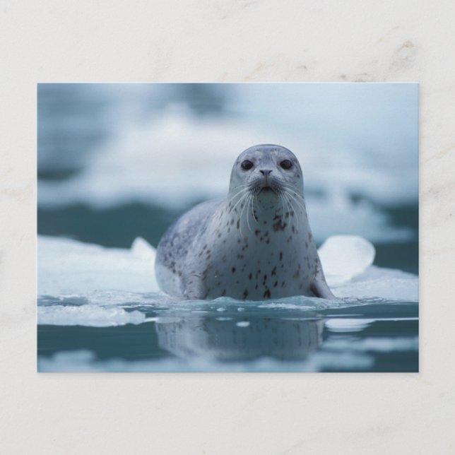 Postal foca común del pacífico, Phoca vitulina richardsi (Anverso)