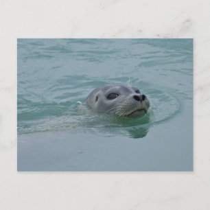 Postal Foca común nadando en el lago glacial Jokulsarlon