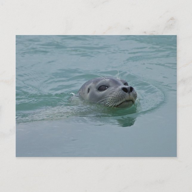 Postal Foca común nadando en el lago glacial Jokulsarlon (Anverso)