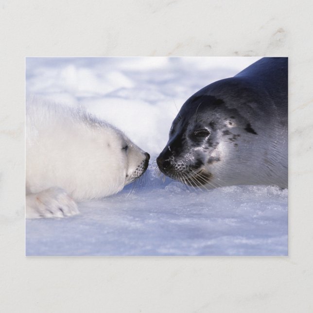 Postal Foca de Arpa Madre con Cachorro (Anverso)