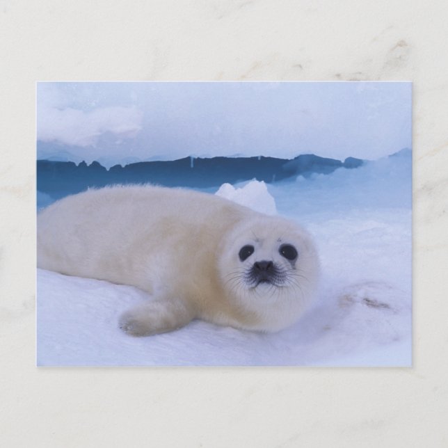 Postal Foca de Groenlandia Norteamérica, Canadá, Quebec (Anverso)