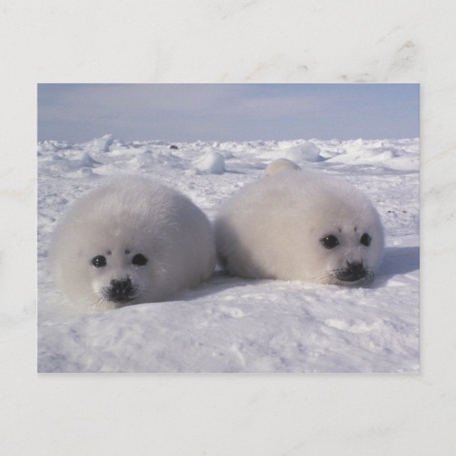 Postal Foca de Groenlandia (Phoca groenlandica) Crías de  (Anverso)