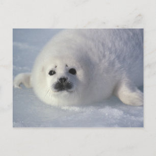 Postal Foca de Groenlandia (Phoca groenlandica) Una cría 