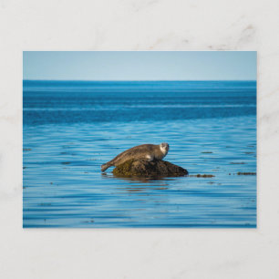 Postal Foca de puerto atlántico