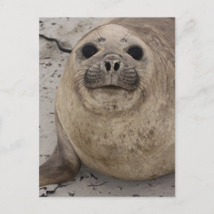 Postal Foca elefante del sur (Mirounga leonina)