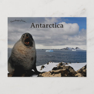 Postal Foca en Cape Shirreff Livingston Island Antártida