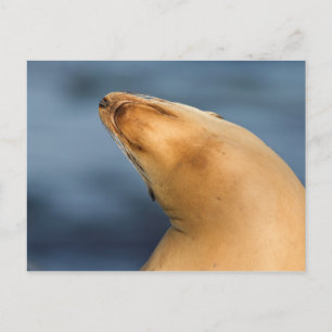 Postal Foca en la playa