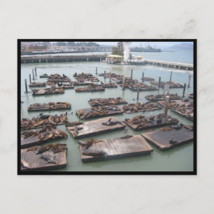 Postal focas de embarcadero de pescadores