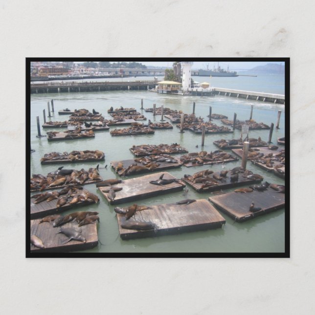 Postal focas de embarcadero de pescadores (Anverso)