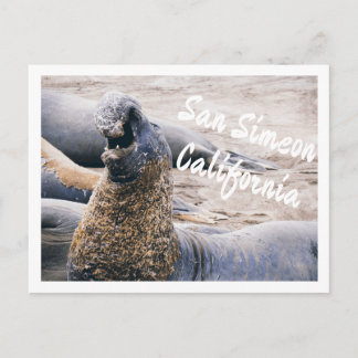 Postal Focas Elefante
