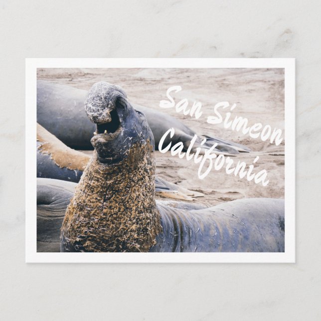Postal Focas Elefante (Anverso)