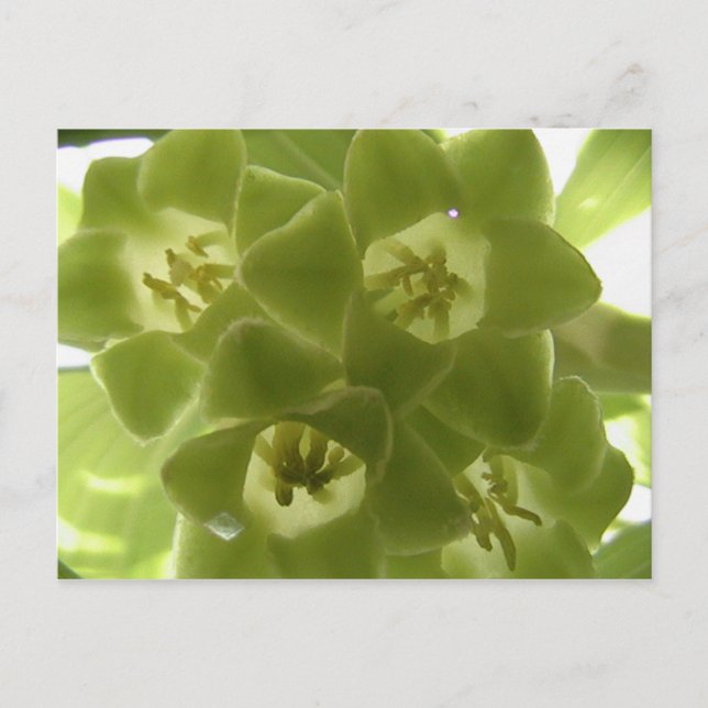 Postal foco de solomón (Anverso)