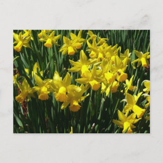 Postal Focos amarillos y flores de primavera alegres