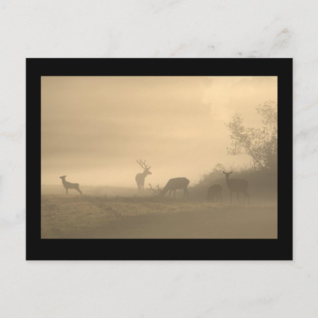 Postal Foggy Elk Family (Anverso)