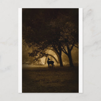 Postal Foggy Morning