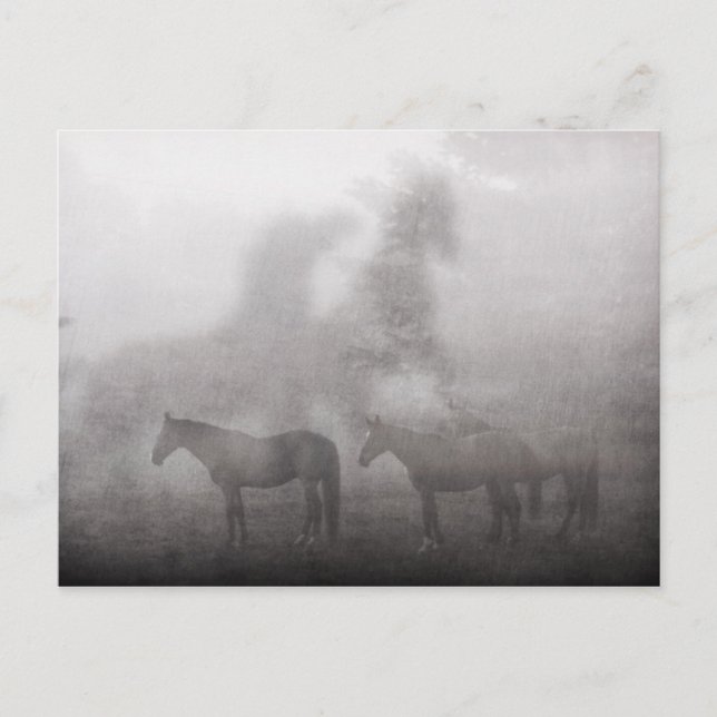 Postal Foggy Morning Horse (Anverso)