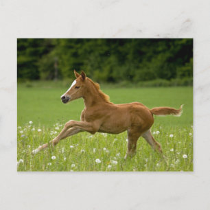 Postal Fohlen im Galopp (Trakehner)