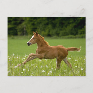 Postal Fohlen im Galopp (Trakehner)