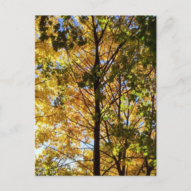 Postal Foliage amarillo y verde otoño (Anverso)