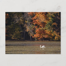Postal Foliage de cisne y otoño