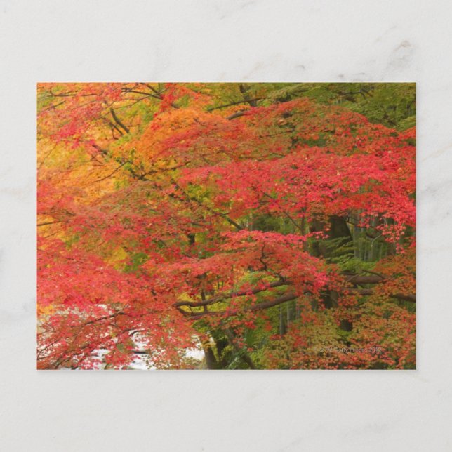 Postal Foliage del otoño japonés (Anverso)