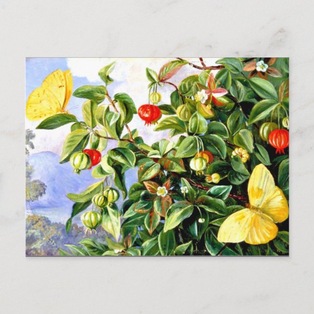 Postal Foliage, flores y fruta de Pitanga-Jamaica (Anverso)