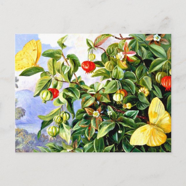 Postal Foliage, flores y fruta de Pitanga, Jamaica (Anverso)