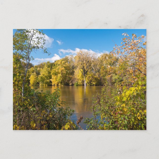 Postal Foliage otoñal a lo largo del río Minnesota (Anverso)