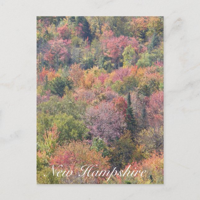 Postal Foliage otoño, Parque Estatal Franconia Notch, NH (Anverso)