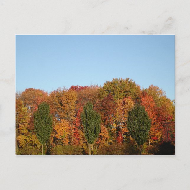 Postal Follaje de otoño (Anverso)