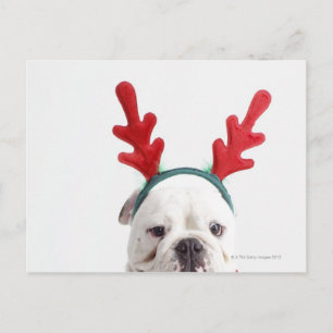 Postal fondo blanco, bulldog blanco masculino, rojo