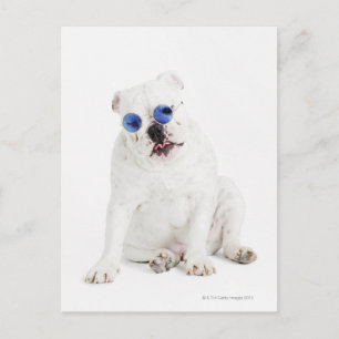 Postal fondo blanco, bulldog blanco, tintado azul