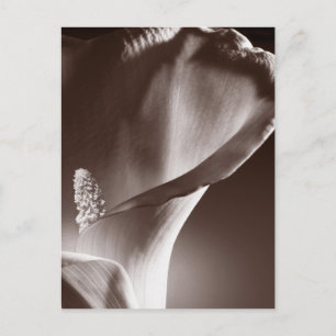 Postal Fondo blanco del negro de la flor de la cala