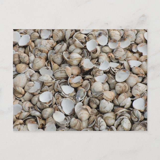 Postal Fondo de conchas (Anverso)